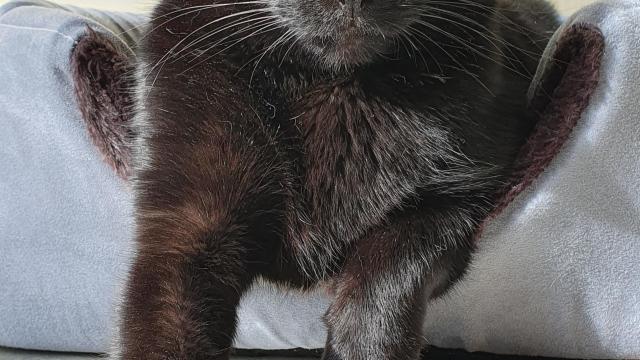 cat
